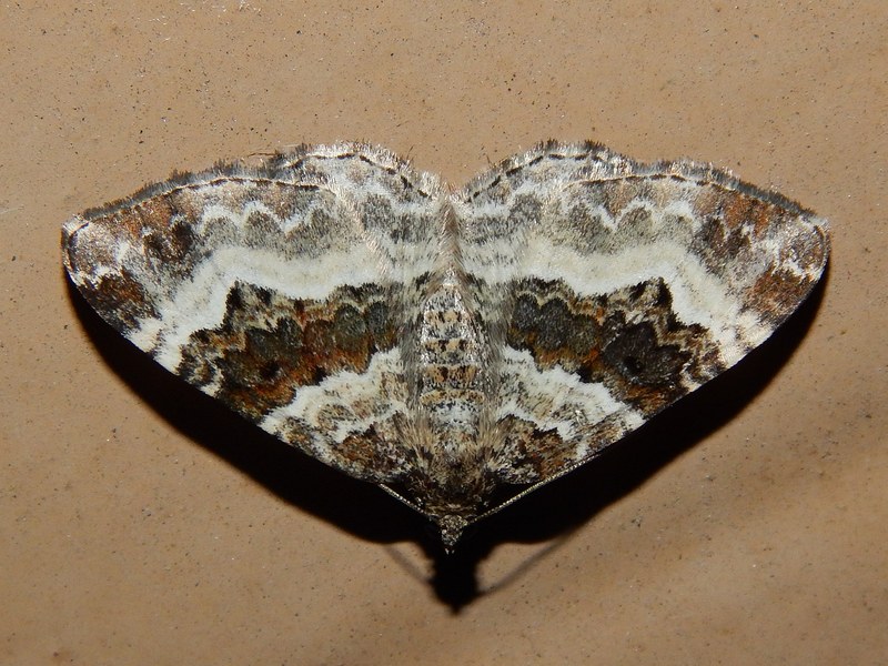 Epirrhoe alternata?